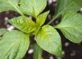 IMG_3309 wet pepper plant